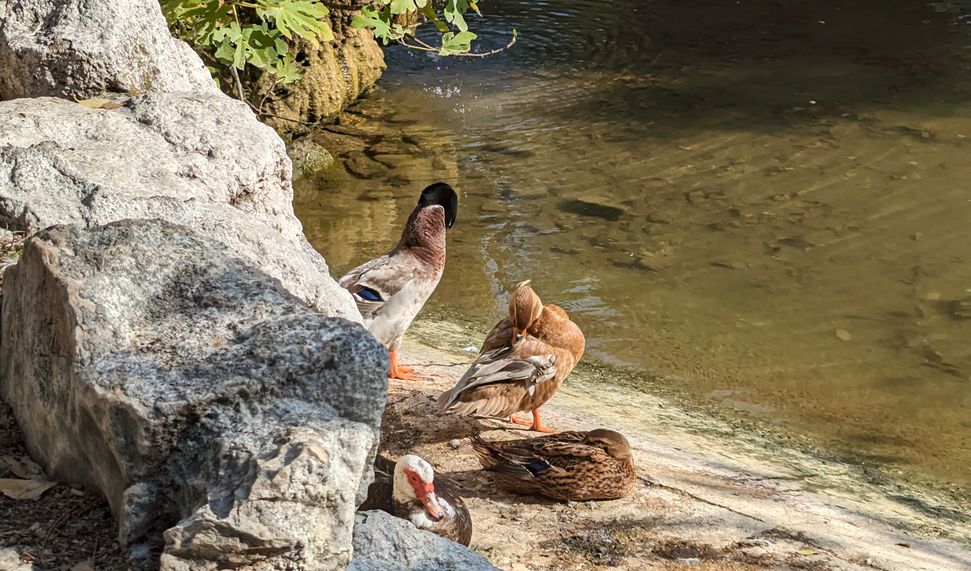 Majestic ducks at the National Garden, Athens, Greece