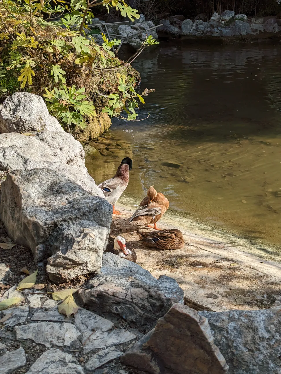 Majestic ducks at the National Garden, Athens, Greece