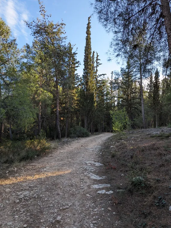 A pathway in the woods