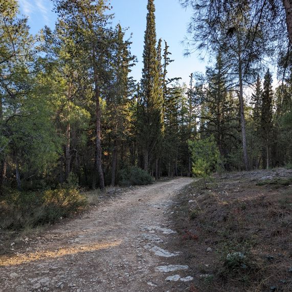 A pathway in the woods