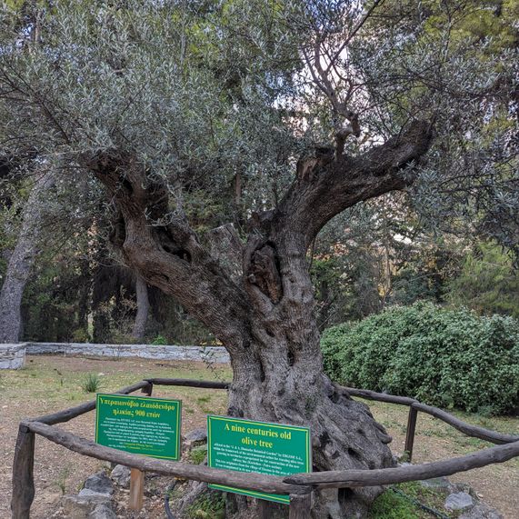 An extremely old olive tree