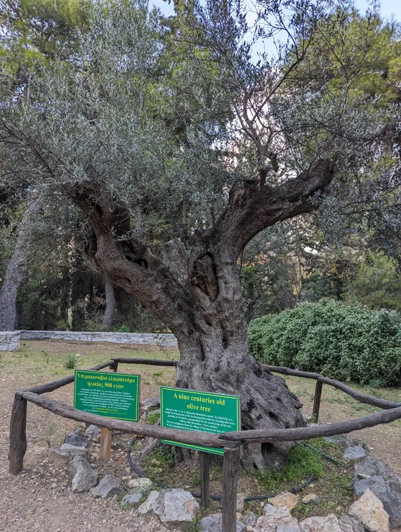 An extremely old olive tree