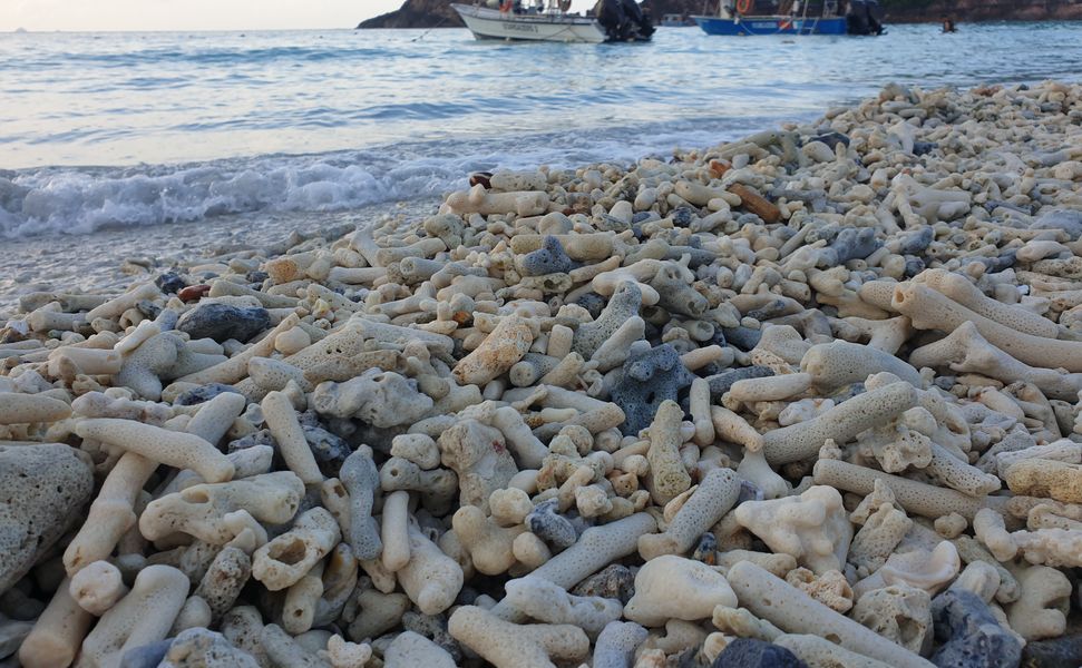 A picture depicting a mound of dead and bleached corals washed up on a beach with sea water in the background