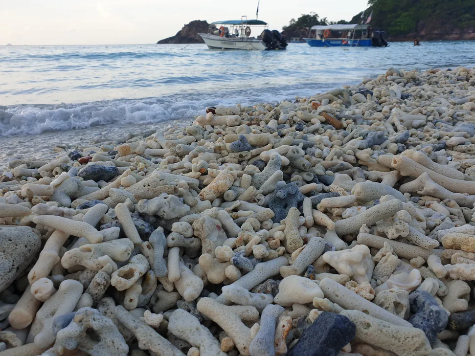 A picture depicting a mound of dead and bleached corals washed up on a beach with sea water in the background